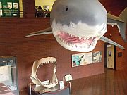 「埼玉県立 自然の博物館」