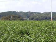 茶畑からの桜山展望台