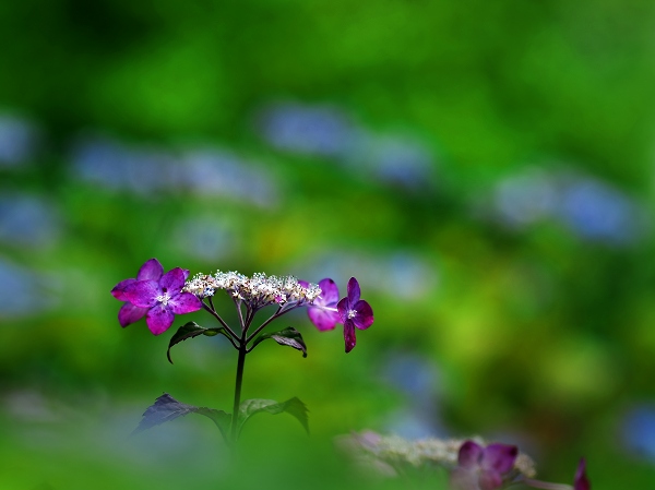 紫陽花・鎌倉
