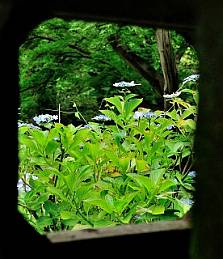 紫陽花